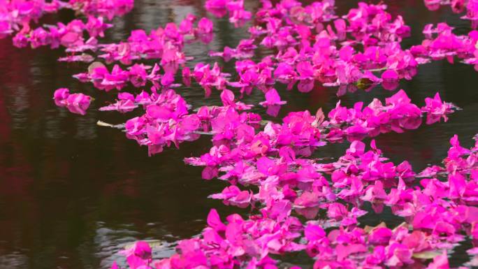 三角梅花瓣随波逐流