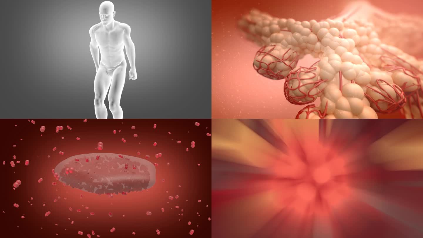 氧气与血红蛋白结合三维动画
