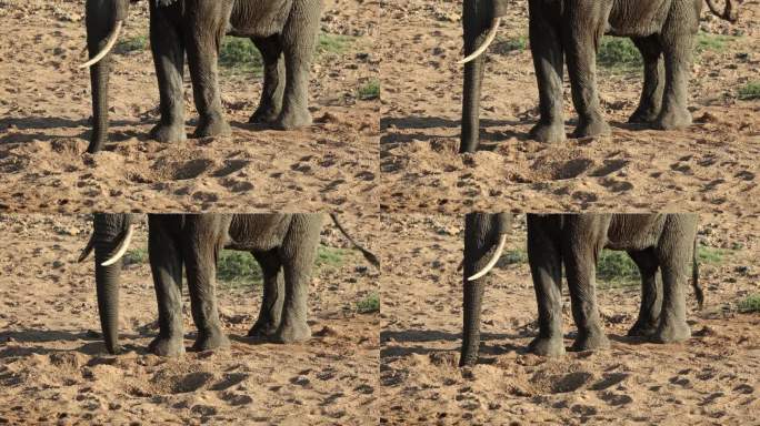 大象从沙质河床上挖水喷水，近距离观察