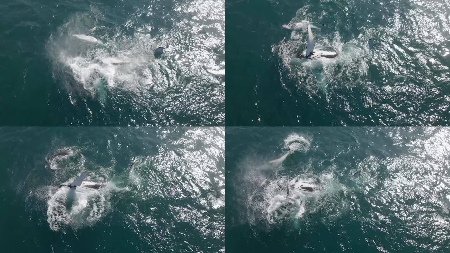 座头鲸教幼鲸如何拍打鳍的航拍照片