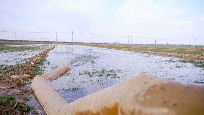 【4K】春灌  蓄水坑塘 小麦灌溉 浇地