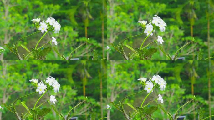 鸡蛋花洁白的花叶在风中飞舞。