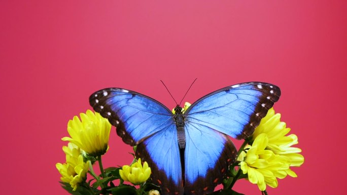黄色花朵上的蓝色大闪蝶