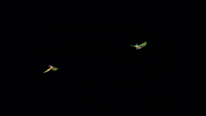 澳大利亚彩色鹦鹉鸟-彩虹吸蜜鹦鹉-两个飞来飞去-透明的环