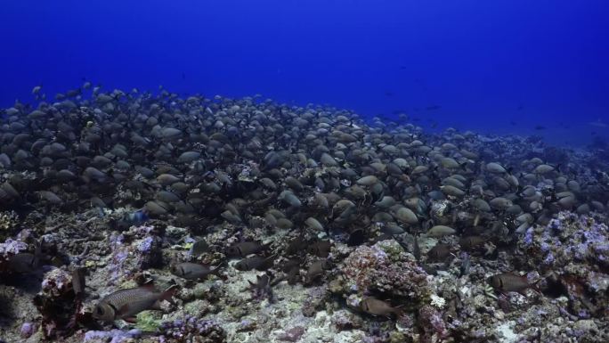 南太平洋中部法属波利尼西亚的法卡拉瓦礁环礁上，一大群座头红鲷鱼和谷歌眼