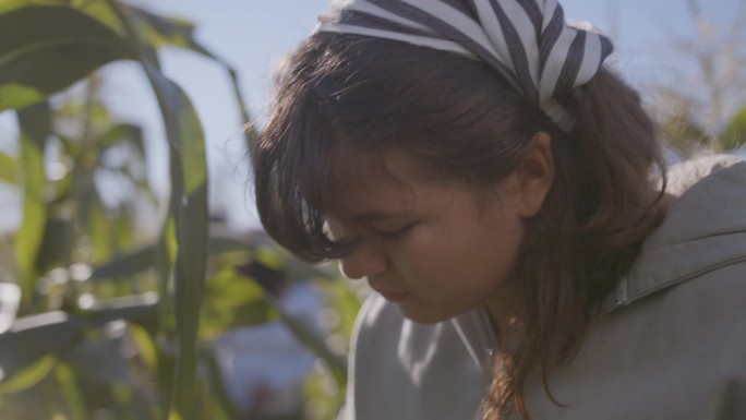 一个阳光明媚的日子里，一个小女孩和她的家人在农场摘玉米。
