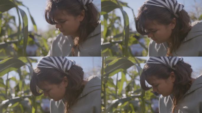 一个阳光明媚的日子里，一个小女孩和她的家人在农场摘玉米。