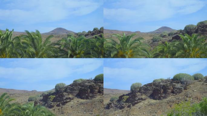 汽车POV在岛上的火山岩中的棕榈树林在4k慢动作120fps