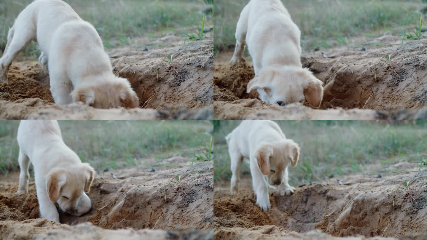 一只探矿小狗在沙子里挖了一个洞，和一只狗在松林里愉快地散步