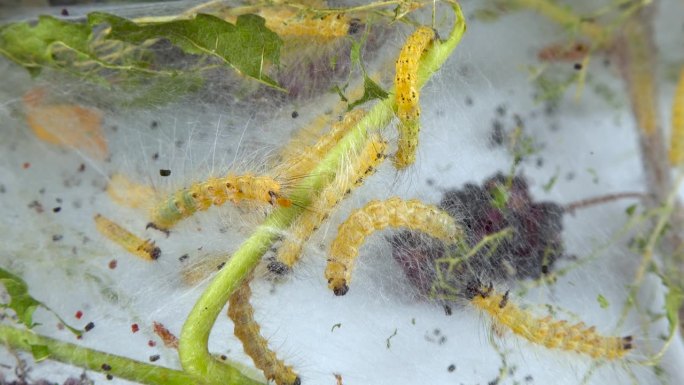 幼虫用蜘蛛网编织树木。美洲白蝴蝶(Hyphantria cunea)的毛虫，蛾落在叶子上的网虫检疫害