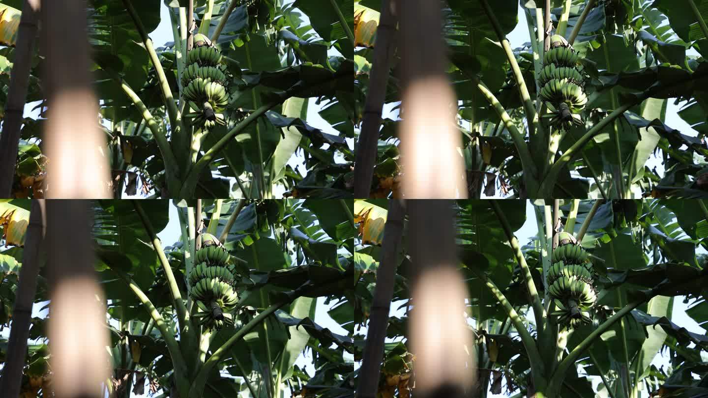 香蕉树/香蕉林