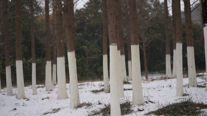 冬季林地的下雪天