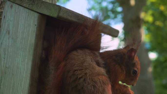 可爱的红毛松鼠在坚果屋前啃坚果特写
