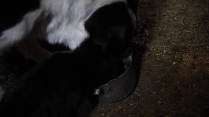 家里的宠物在村里喝牛奶
