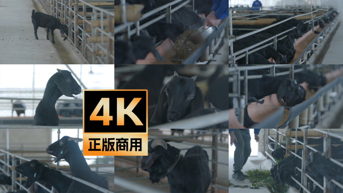 4K黑山羊现代养殖一组