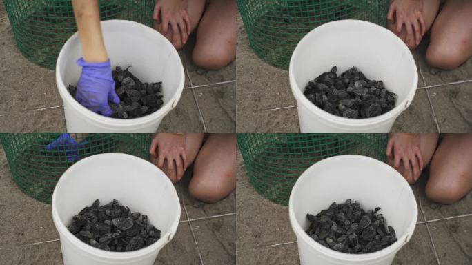 生物学家照顾小海龟家庭，然后在海水中意识到