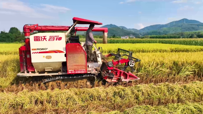 农村现代化收割机收割水稻【4K航拍】