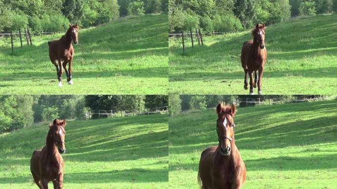 马在草地上奔驰