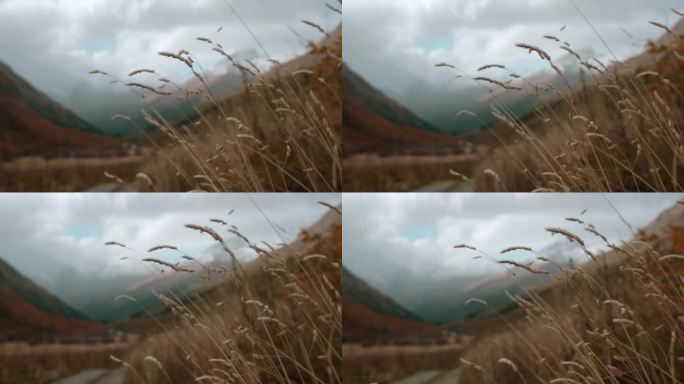 黄草特写，背景是山地景观。有创造力。自然之美，高山之云