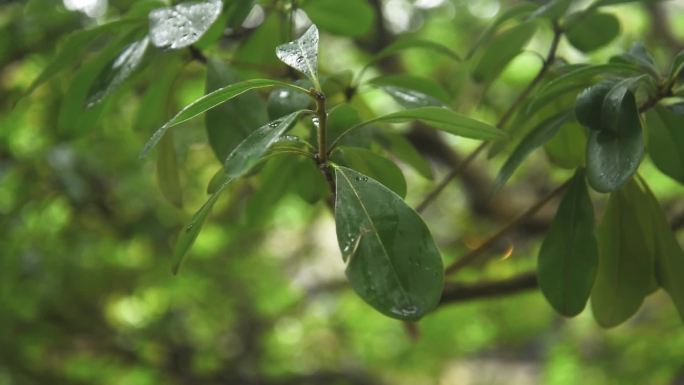 春季下雨天时的各种植物