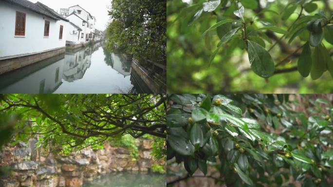 春季下雨天时的各种植物