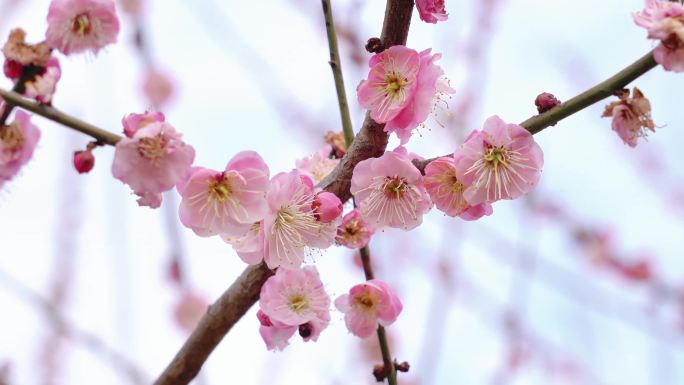 梅花 红梅 绿梅 春暖花开