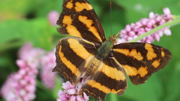 一只花上爬行的虎纹豹纹蝴蝶