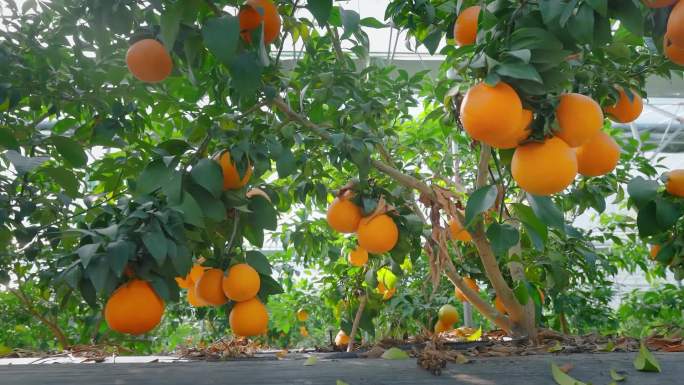 橙子柑橘农民红美人水果园农业扶贫乡村丰收
