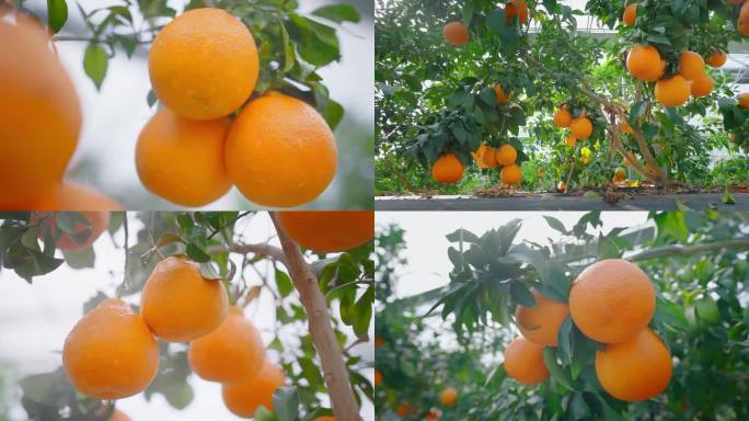 橙子柑橘农民红美人水果园农业扶贫乡村丰收