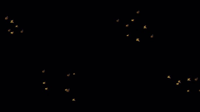 美国黑黄色帝王蝶-成群飞过屏幕- 8