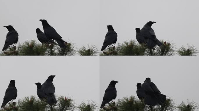 几只乌鸦在树上的特写镜头