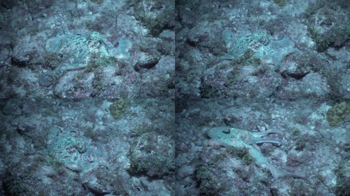 加勒比海珊瑚礁章鱼在夜间沿着海底移动，起伏不定，颜色多变。