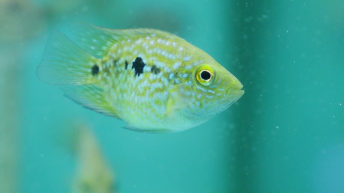 黄绿色海洋鱼缸里的德州慈鲷(Herichthys cyanoguttatus)盯着镜头的特写