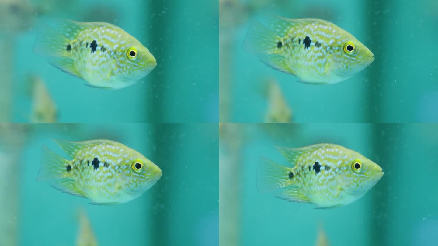 黄绿色海洋鱼缸里的德州慈鲷(Herichthys cyanoguttatus)盯着镜头的特写
