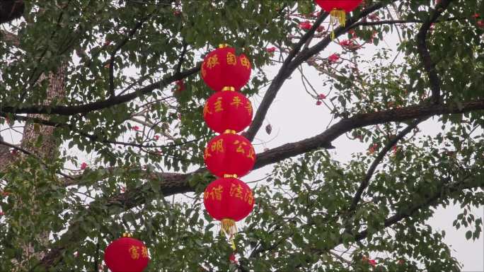 惠州道路树上挂着红灯笼