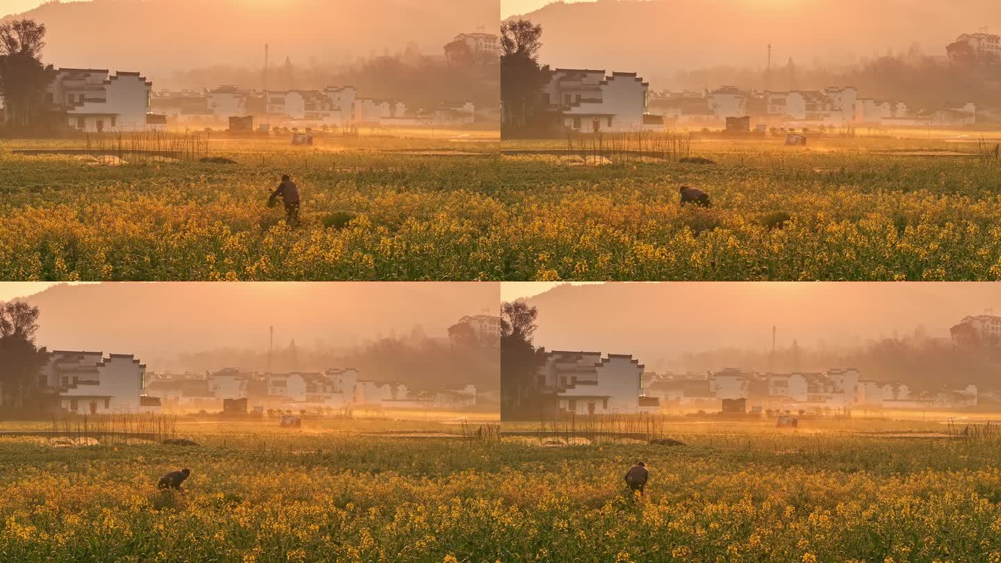 呈坎清晨日出油菜花