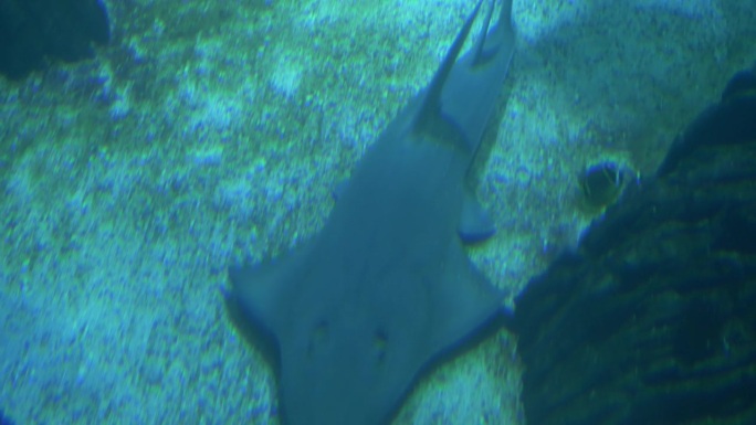 小鲨鱼在水底游泳