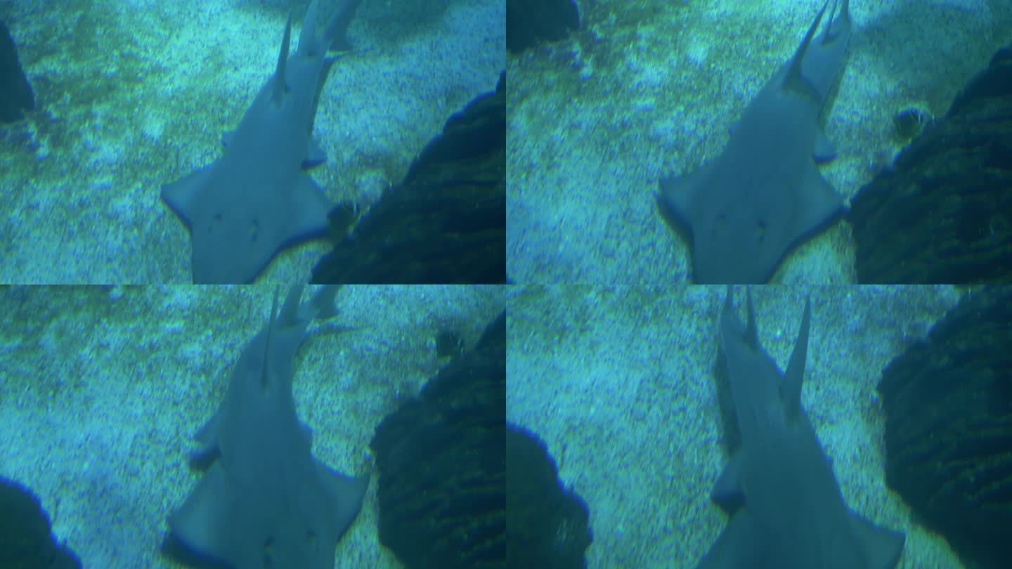 小鲨鱼在水底游泳