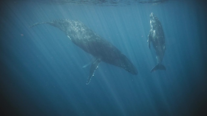 座头鲸母亲下潜，幼鲸全身浮出水面