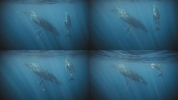 座头鲸母亲下潜，幼鲸全身浮出水面
