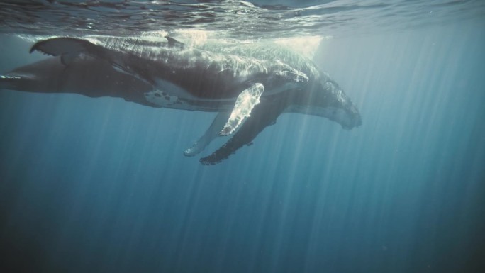 巨大的座头鲸教幼鲸如何在深蓝色的海洋中航行