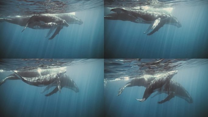 巨大的座头鲸教幼鲸如何在深蓝色的海洋中航行