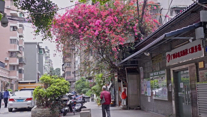 4K实拍，广州文明路内街老小区的鲜花绽放