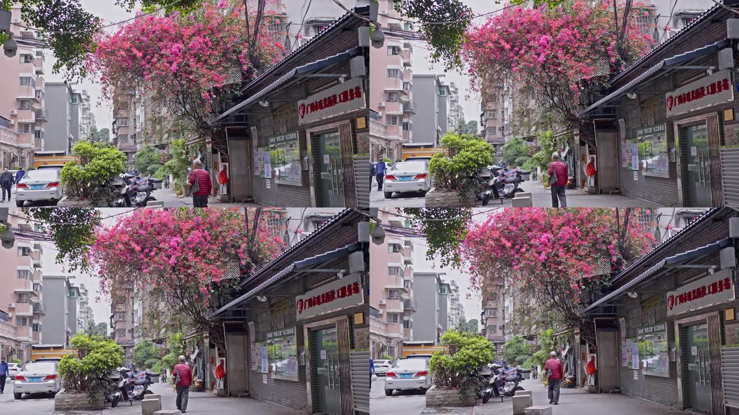 4K实拍，广州文明路内街老小区的鲜花绽放