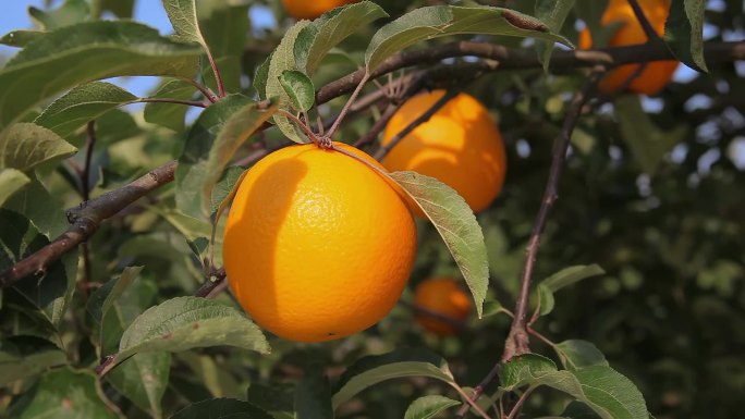 橙色的果实挂在树枝上，映衬着蓝天