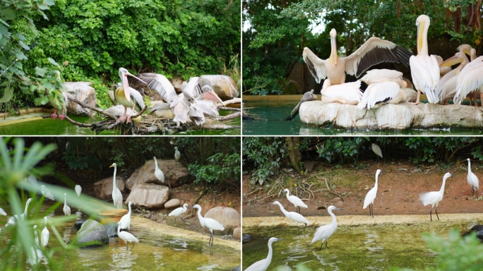 白鹭鹈鹕自然栖息地鸟类群居实拍