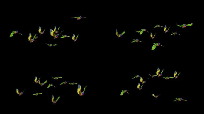 澳大利亚彩色鹦鹉鸟- 10彩虹吸蜜鹦鹉群-侧面角度视图MS -飞行循环