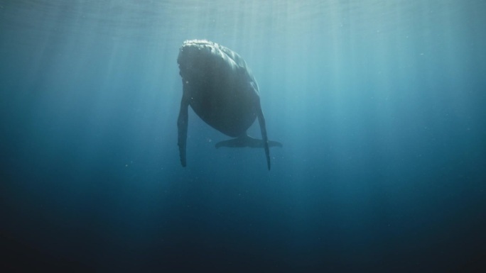 座头鲸慢慢靠近，鳍向下，头抬起浮出水面