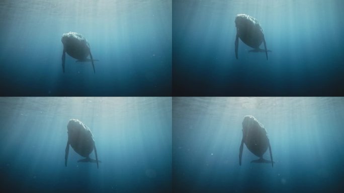 座头鲸慢慢靠近，鳍向下，头抬起浮出水面