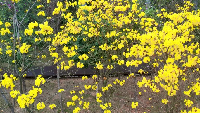 珠海风铃花季节六